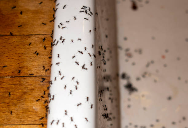 Best Pest Removal Services  in Lost Hills, CA